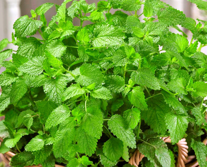 Lemon Balm, Culinary & Medicinal Herbs - BoxGardenSeedsLLC - Culinary/Medicinal Herbs - Seeds - USA Seller, Thank you for shopping here today, Naturally Grown GMO Free Seeds, Heirloom Open Pollinated Seeds, Fresh Top Quality Premium Seeds