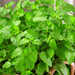 Lemon Balm, Culinary & Medicinal Herbs, - BoxGardenSeedsLLC -Culinary/Medicinal Herbs - Seeds