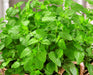 Lemon Balm, Culinary & Medicinal Herbs, -- BoxGardenSeedsLLC -Culinary/Medicinal Herbs - Seeds