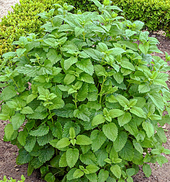 Lemon Balm, Culinary & Medicinal Herbs, -- BoxGardenSeedsLLC -Culinary/Medicinal Herbs - Seeds