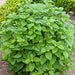 Lemon Balm, Culinary & Medicinal Herbs, - BoxGardenSeedsLLC -Culinary/Medicinal Herbs - Seeds