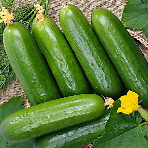 Marketer, Cucumber, - BoxGardenSeedsLLC -Cucumbers - Seeds