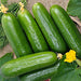 - BoxGardenSeedsLLC - Tendergreen Burpless Cucumber - Cucumbers - Seeds