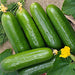 Tendergreen Burpless, Cucumber, -- BoxGardenSeedsLLC -Cucumbers - Seeds