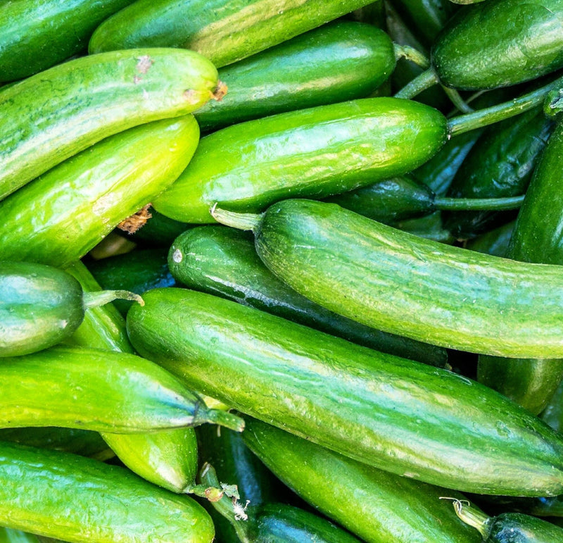 Marketer, Cucumber - BoxGardenSeedsLLC - Cucumbers - Seeds - USA Seller, Thank you for shopping here today, Naturally Grown GMO Free Seeds, Heirloom Open Pollinated Seeds, Fresh Top Quality Premium Seeds