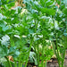 Tendercrisp, Celery, - BoxGardenSeedsLLC -Gourmet/Native Greens - Seeds