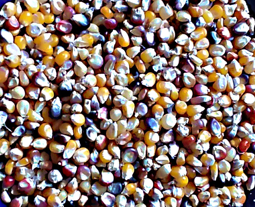 Lofthouse Landrace, Popcorn, -- BoxGardenSeedsLLC -Corn - Seeds