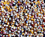 Lofthouse Landrace, Popcorn, -- BoxGardenSeedsLLC -Corn - Seeds