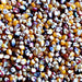 Lofthouse Landrace, Popcorn, - BoxGardenSeedsLLC -Corn - Seeds