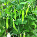 Blizzard, Snow Peas, - BoxGardenSeedsLLC -Peas - Seeds