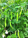 Blizzard, Snow Peas, -- BoxGardenSeedsLLC -Peas - Seeds