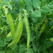 Blizzard, Snow Peas, - BoxGardenSeedsLLC -Peas - Seeds