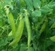 Blizzard, Snow Peas, -- BoxGardenSeedsLLC -Peas - Seeds