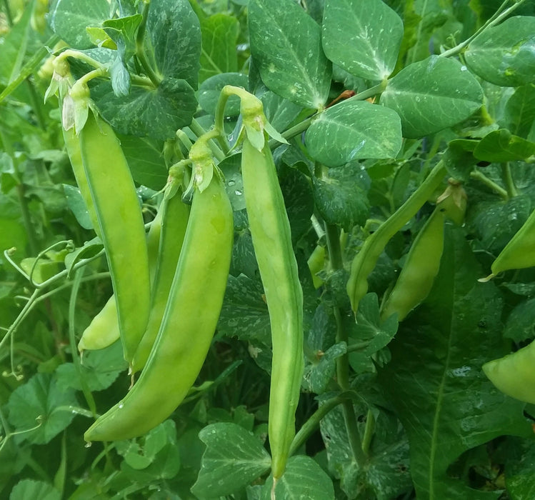 Blizzard, Snow Peas, - BoxGardenSeedsLLC -Peas - Seeds