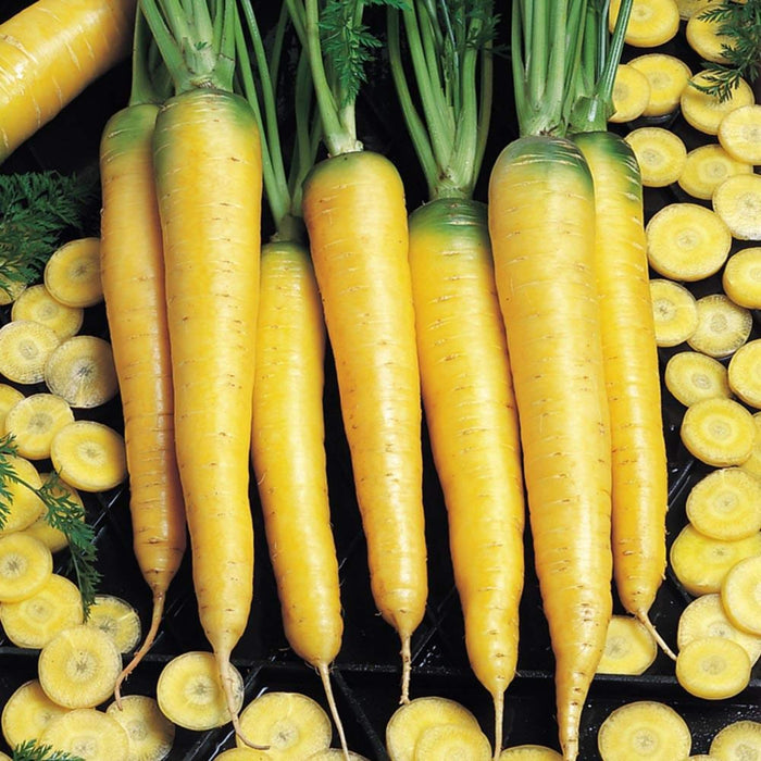 Yellowstone, Carrot, - BoxGardenSeedsLLC -Carrots - Seeds