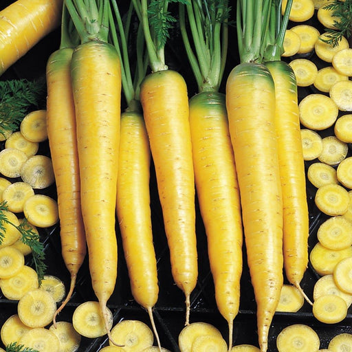 Yellowstone, Carrot, -- BoxGardenSeedsLLC -Carrots - Seeds