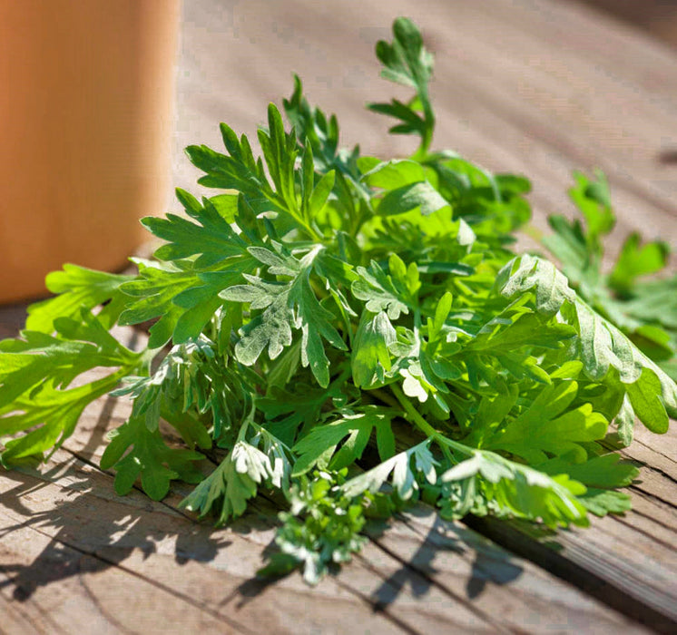 Wormwood, Culinary & Medicinal Herbs, -- BoxGardenSeedsLLC -Culinary/Medicinal Herbs - Seeds