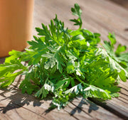 Wormwood, Culinary & Medicinal Herbs - BoxGardenSeedsLLC - Culinary/Medicinal Herbs - Seeds - USA Seller, Thank you for shopping here today, Naturally Grown GMO Free Seeds, Heirloom Open Pollinated Seeds, Fresh Top Quality Premium Seeds