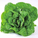 Dark Green Cos, Romaine Lettuce, -- BoxGardenSeedsLLC -Lettuce - Seeds