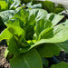 Dark Green Cos, Romaine Lettuce, - BoxGardenSeedsLLC -Lettuce - Seeds