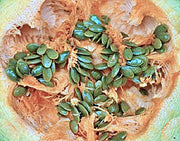Emerald Naked Seeded, Pumpkin - BoxGardenSeedsLLC - Squash,Pumpkins - Seeds - Thank you for shopping here today, Non GMO Seeds, Naturally Grown Seeds, Grown to Organic Standards, Heirloom Seeds, Open Pollinated Seeds, Fresh Premier Seeds, USA Seller