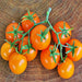 Tomato, Sweet Orange Cherry, - BoxGardenSeedsLLC -Tomatoes,Tomatillos - Seeds