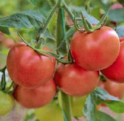 Independence Day, Tomato - BoxGardenSeedsLLC - Tomatoes,Tomatillos - Seeds - 