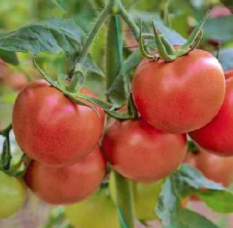 Independence Day, Tomato - BoxGardenSeedsLLC - Tomatoes,Tomatillos - Seeds - 