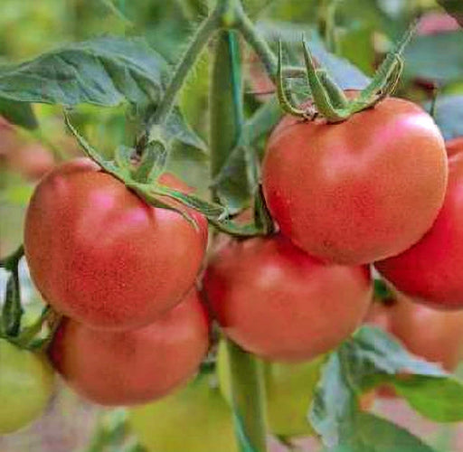 Independence Day, Tomato, -- BoxGardenSeedsLLC -Tomatoes,Tomatillos - Seeds