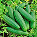 Bush Crop, Cucumber, - BoxGardenSeedsLLC -Cucumbers - Seeds