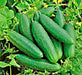 Bush Crop, Cucumber, -- BoxGardenSeedsLLC -Cucumbers - Seeds