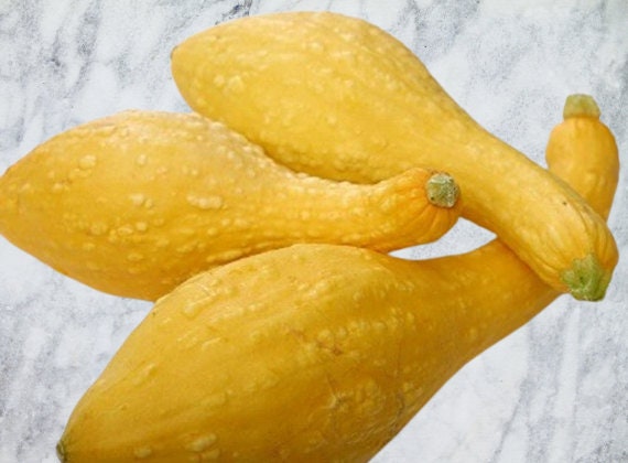 Crookneck, Summer Squash, -- BoxGardenSeedsLLC -Squash,Pumpkins - Seeds