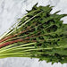 True Dandelion, Greens - BoxGardenSeedsLLC -Gourmet/Native Greens - Seeds