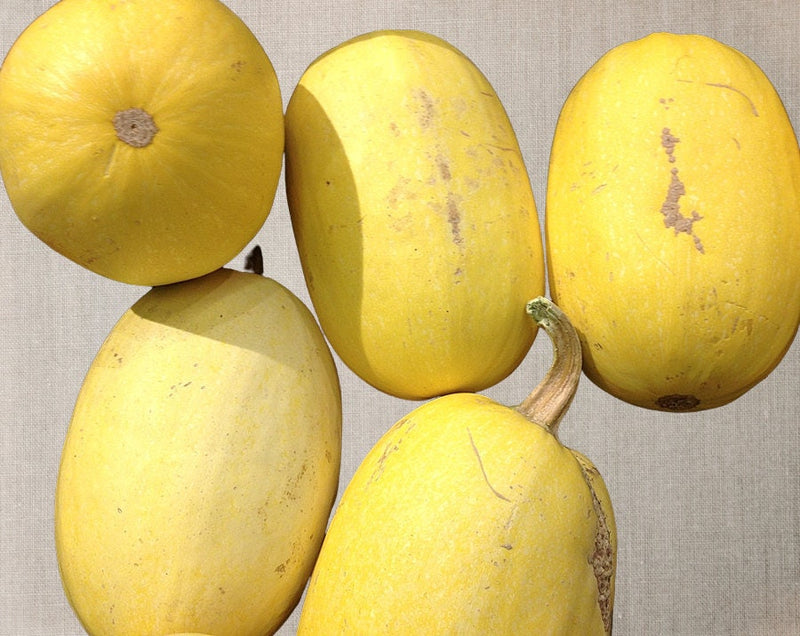 Spaghetti, Winter Squash - BoxGardenSeedsLLC - Squash,Pumpkins - Seeds - USA Seller, Thank you for shopping here today, Naturally Grown GMO Free Seeds, Heirloom Open Pollinated Seeds, Fresh Top Quality Premium Seeds