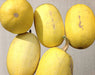 Spaghetti, Winter Squash, -- BoxGardenSeedsLLC -Squash,Pumpkins - Seeds