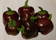 Mini Bell Mix, Sweet Bell Pepper - BoxGardenSeedsLLC - Peppers,Eggplants - Seeds - USA Seller, Thank you for shopping here today, Naturally Grown GMO Free Seeds, Heirloom Open Pollinated Seeds, Fresh Top Quality Premium Seeds