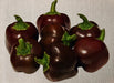 Mini Bell Mix, Sweet Bell Pepper, -- BoxGardenSeedsLLC -Peppers,Eggplants - Seeds