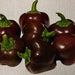 Mini Bell Mix, Sweet Bell Pepper, - BoxGardenSeedsLLC -Peppers,Eggplants - Seeds