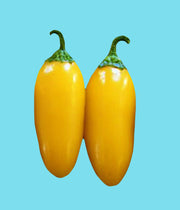 Lemon Spice, Jalapeno Pepper - BoxGardenSeedsLLC - Peppers,Eggplants - Seeds - Thank you for shopping here today, Non GMO Seeds, Naturally Grown Seeds, Grown to Organic Standards, Heirloom Seeds, Open Pollinated Seeds, Fresh Premier Seeds, USA Seller