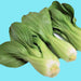 Baby, Bok Choy, - BoxGardenSeedsLLC -Cabbage, Kale - Seeds