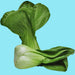 Baby, Bok Choy, - BoxGardenSeedsLLC -Cabbage, Kale - Seeds