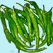 Fushimi, Sweet Pepper, - BoxGardenSeedsLLC -Peppers,Eggplants - Seeds