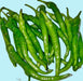 Fushimi, Sweet Pepper, -- BoxGardenSeedsLLC -Peppers,Eggplants - Seeds