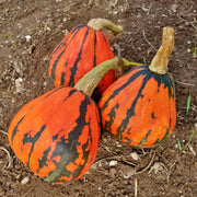 Lakota, Winter Squash - BoxGardenSeedsLLC - Squash,Pumpkins - Seeds - USA Seller, Thank you for shopping here today, Naturally Grown GMO Free Seeds, Heirloom Open Pollinated Seeds, Fresh Top Quality Premium Seeds
