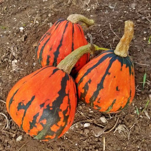 Lakota, Winter Squash, - BoxGardenSeedsLLC -Squash,Pumpkins - Seeds