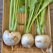 Shogoin, Turnip - BoxGardenSeedsLLC - Beet,Turnips,Parsnips - Seeds - USA Seller, Thank you for shopping here today, Naturally Grown GMO Free Seeds, Heirloom Open Pollinated Seeds, Fresh Top Quality Premium Seeds