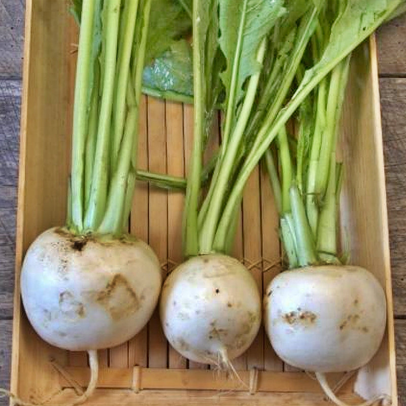 Shogoin, Turnip - BoxGardenSeedsLLC - Beet,Turnips,Parsnips - Seeds - USA Seller, Thank you for shopping here today, Naturally Grown GMO Free Seeds, Heirloom Open Pollinated Seeds, Fresh Top Quality Premium Seeds