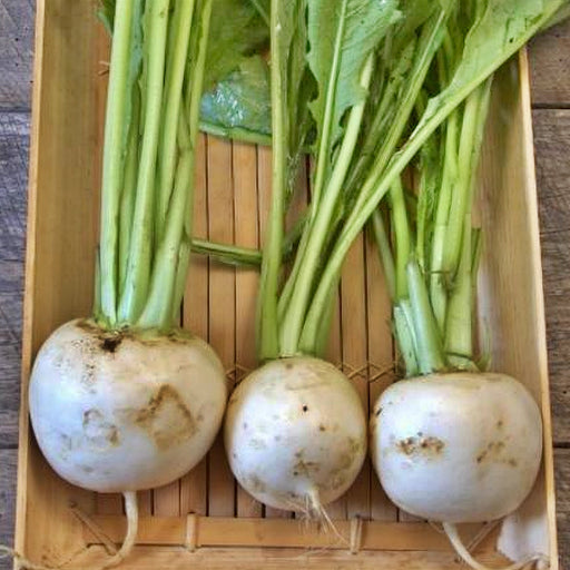 Shogoin, Turnip, - BoxGardenSeedsLLC -Beet,Turnips,Parsnips - Seeds