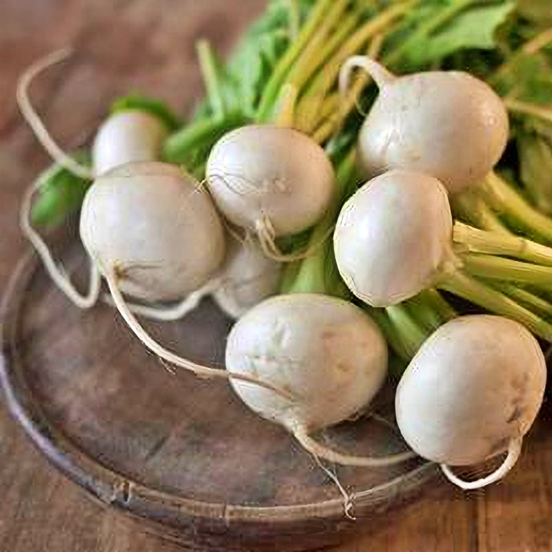 White Egg, Turnip - BoxGardenSeedsLLC - Beet,Turnips,Parsnips - Seeds - USA Seller, Thank you for shopping here today, Naturally Grown GMO Free Seeds, Heirloom Open Pollinated Seeds, Fresh Top Quality Premium Seeds