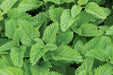 Lemon Balm, Culinary & Medicinal Herbs, -- BoxGardenSeedsLLC -Culinary/Medicinal Herbs - Seeds